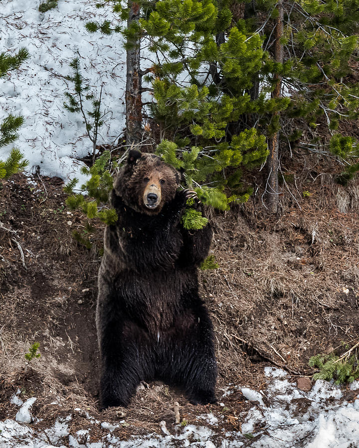 Tree Hugging Grizzly Boar Photograph by Yeates Photography