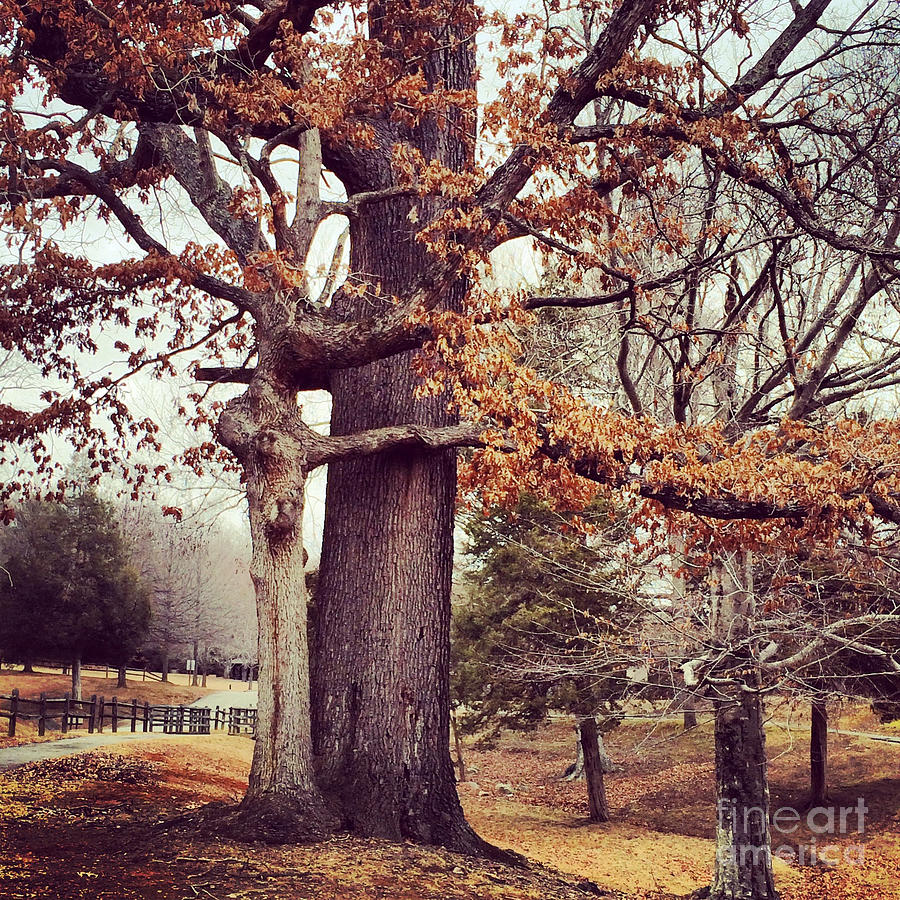 Tree Hugging Photograph by Kerri Farley