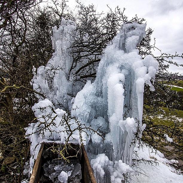 Tree Icicles Photograph by Carl Milner