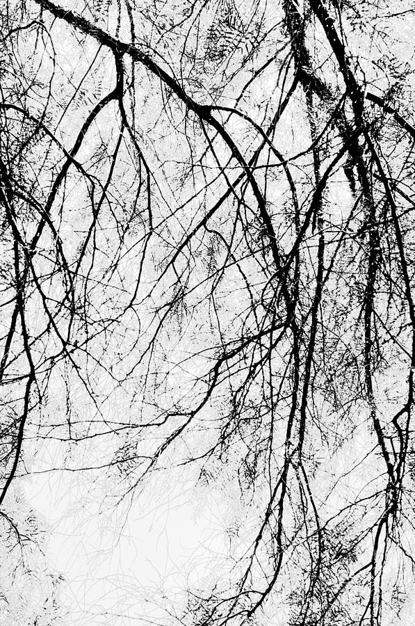 Tree Impression #6 Black And White Photograph by Catherine Lau