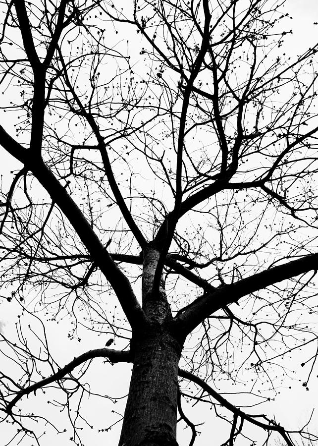 Tree Impression #8 black and white Photograph by Catherine Lau
