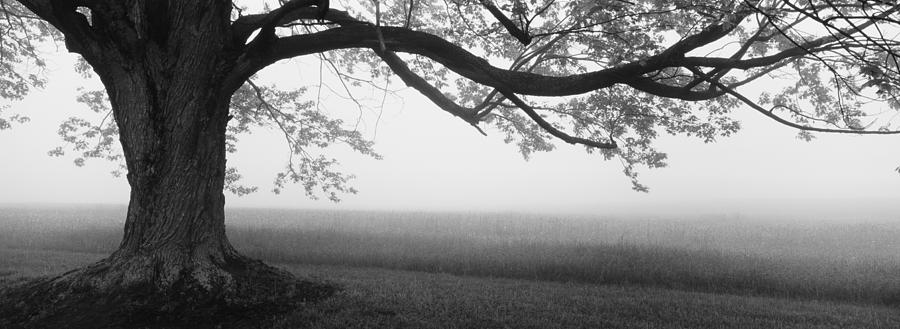 Black And White Photograph - Tree In A Farm, Knox Farm State Park by Panoramic Images