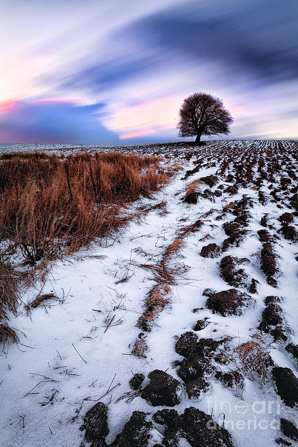 Sunset Photograph - Tree in a field  by John Farnan