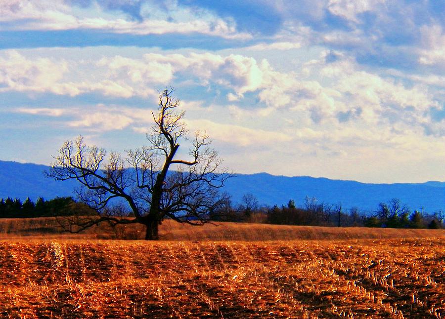 Tree  in a Field Photograph by Joyce Kimble Smith