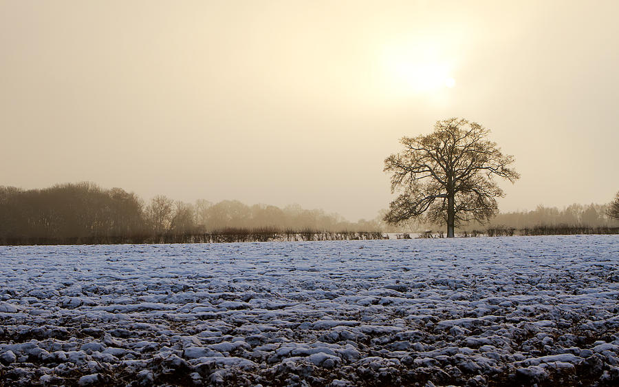 Cool Photograph - Tree In A Field On A Snowy Day by Fizzy Image