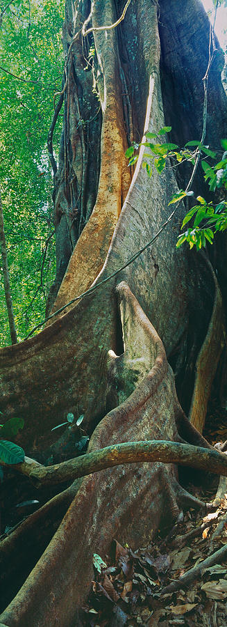 Nature Photograph - Tree In A Forest, Kao Sok National by Panoramic Images