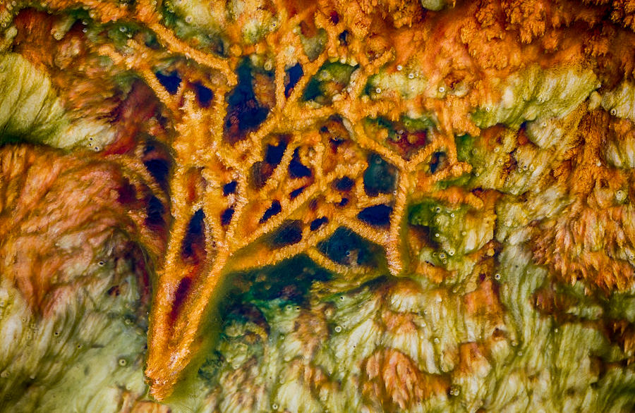 Abstract Photograph - Tree in a Park Hot Springs by Scott Campbell