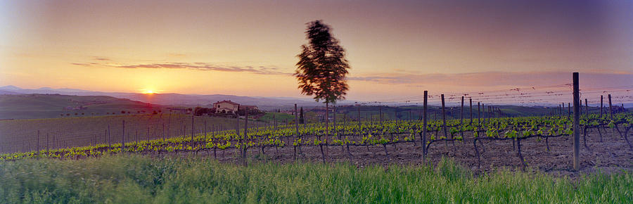 Sunset Photograph - Tree In A Vineyard, Val Dorcia, Siena by Panoramic Images