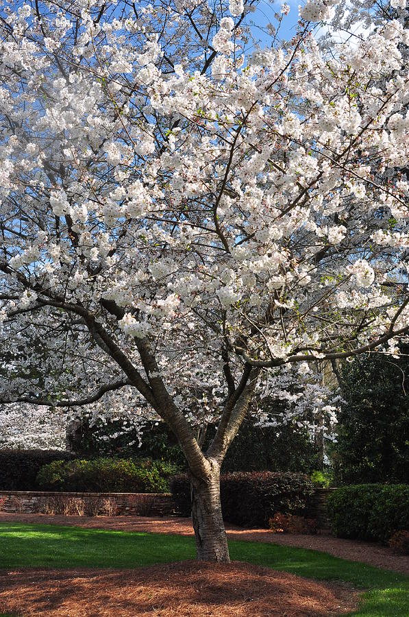 Tree in Augusta Photograph by Mischelle Lorenzen Fine Art America