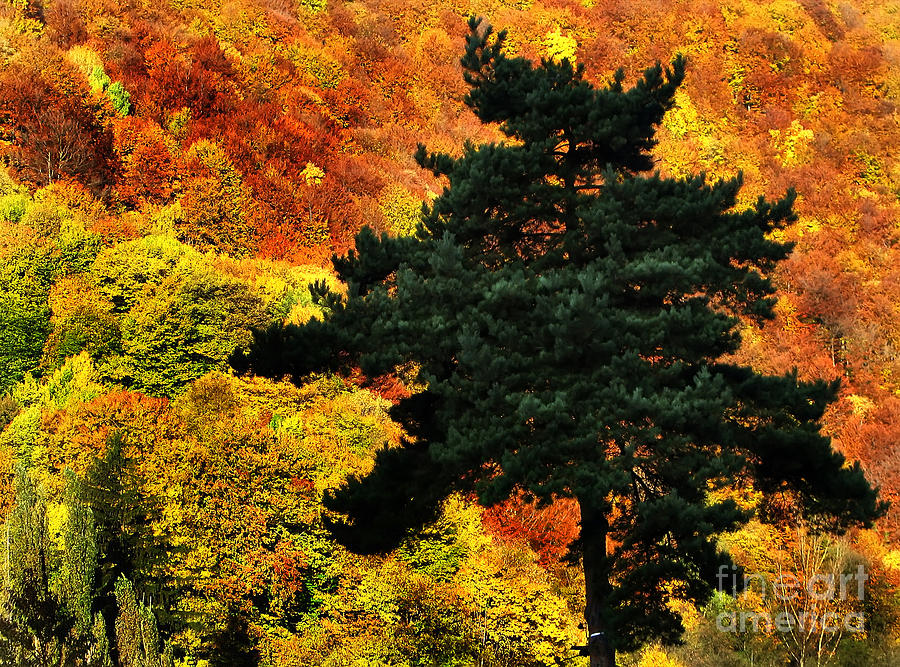 Tree in autumn Photograph by Daliana Pacuraru