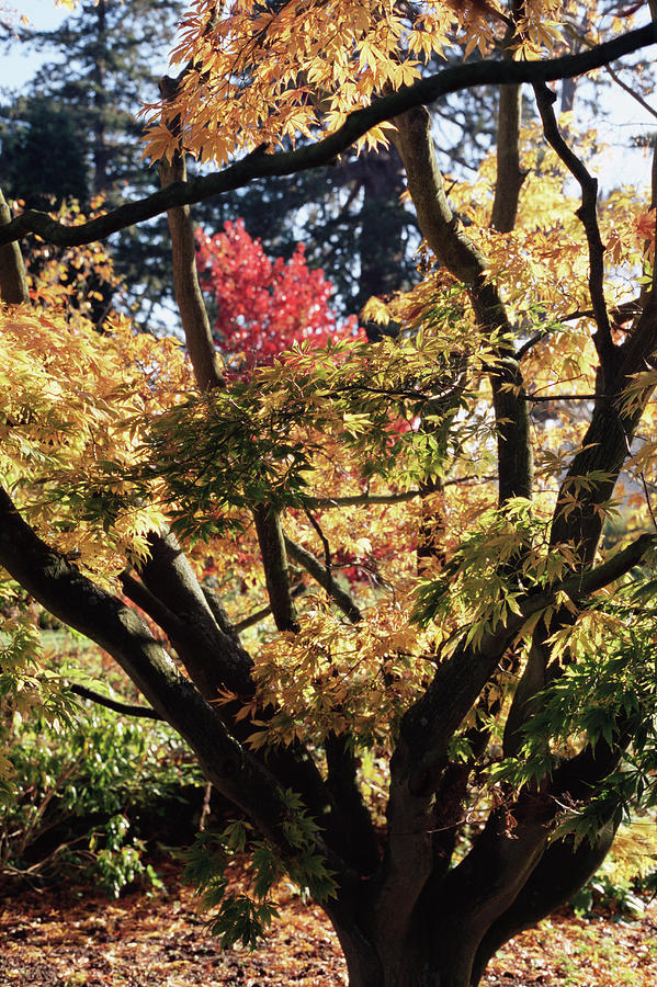 Tree In Autumn Photograph by Jim D Saul/science Photo Library - Fine ...