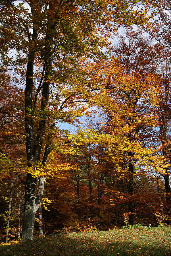 Nature Photograph - Tree in Autumn Light by Bogdan M Nicolae