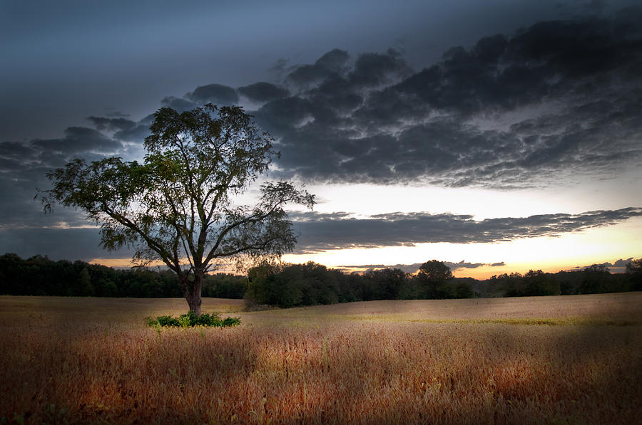 Tree in Bean Field Photograph by Randall Branham