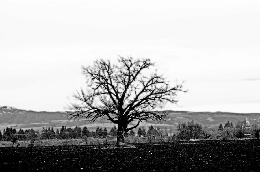 Tree in Black and White Photograph by La Dolce Vita