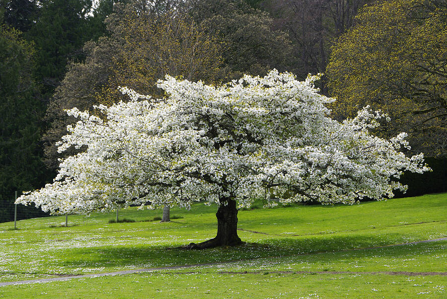Tree in Bloom Photograph by Marilyn Wilson