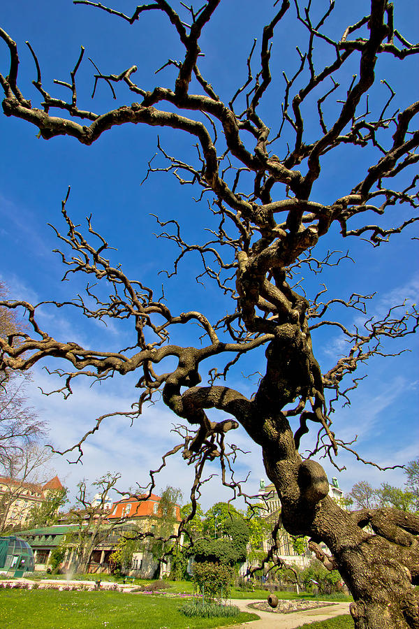 Tree In Botanical Garden In Zagreb Photograph