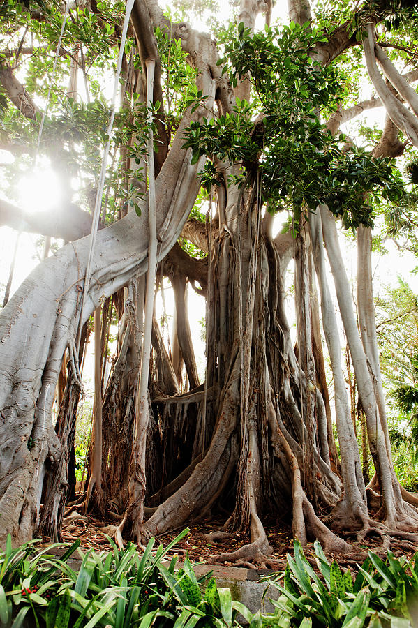 Tree In Botanical Garden Photograph by Johner Images Tree In Botanical Garden Photograph by Johner Images
