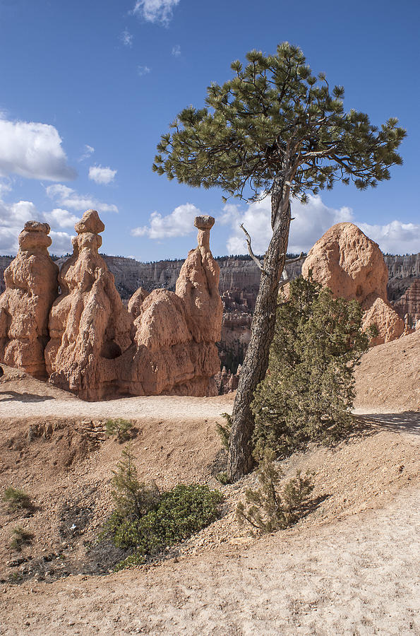 Tree in Bryce Canyon Photograph by Arkady Kunysz