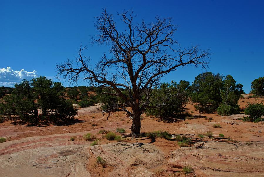 Mountain Photograph - Tree in Canyon de Chelly by Dany Lison
