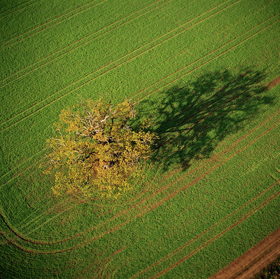 Tree In Cultivated Field Photograph by Skyscan/science Photo Library