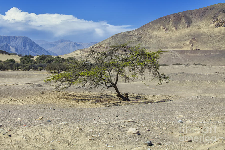 Tree in desert Photograph by Patricia Hofmeester