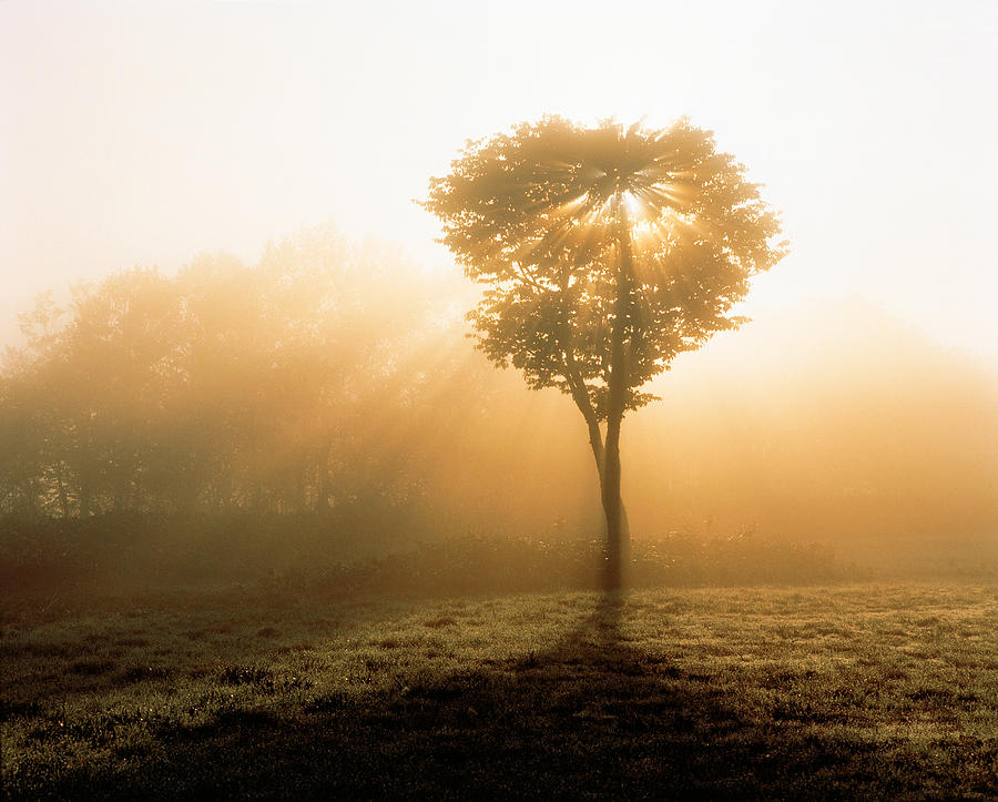 Nature Photograph - Tree In Early Morning Mist by Panoramic Images