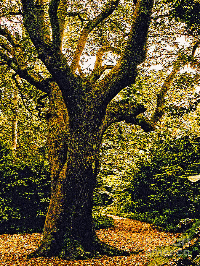 Garden Photograph - Tree in Elizabethan Gardens by Lydia Holly
