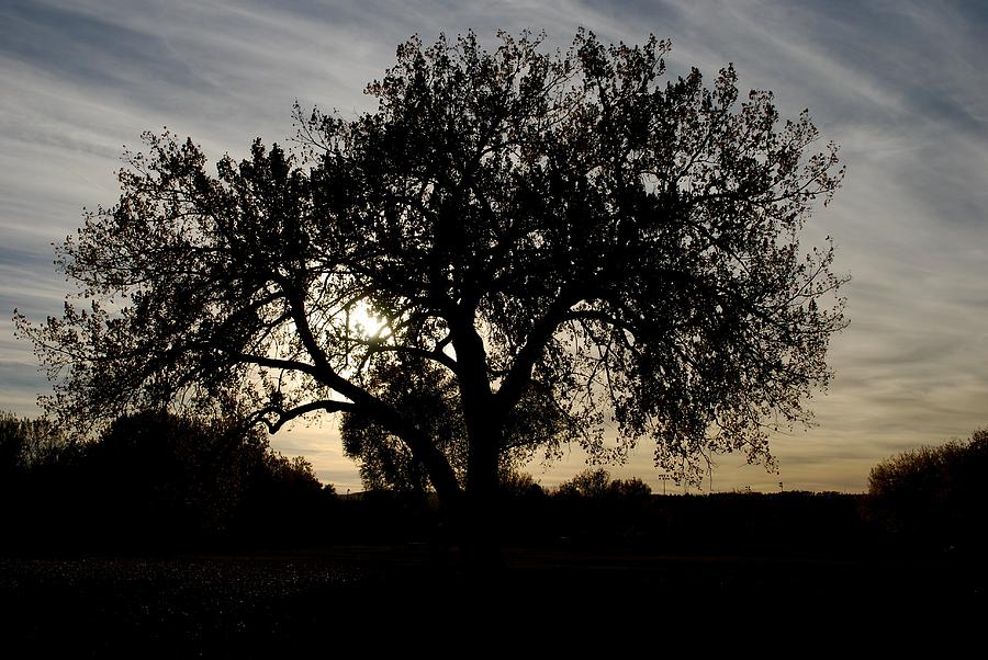 Tree in Evening Silhouette Photograph by Greni Graph