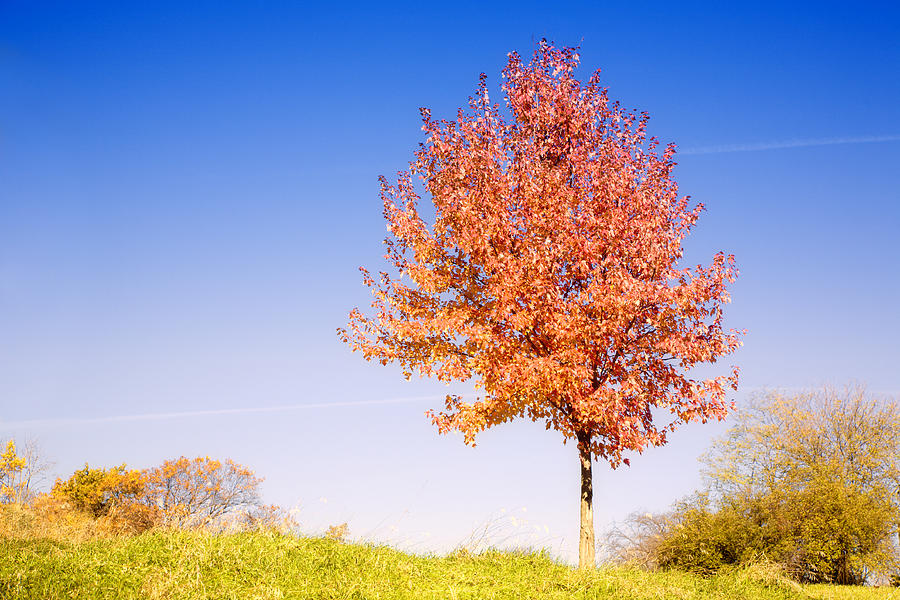 Tree in Fall Photograph by Alexey Stiop