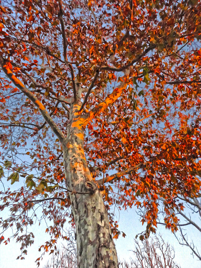 Tree Photograph - Tree in Fall by Gregory Dyer