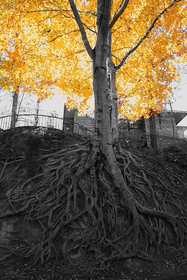 Fall Photograph - Tree in Falls Park.   by Adam Powell