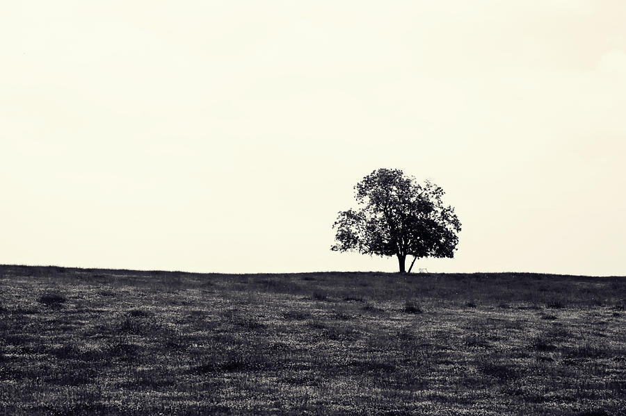 Tree in field Photograph by Kara  Stewart