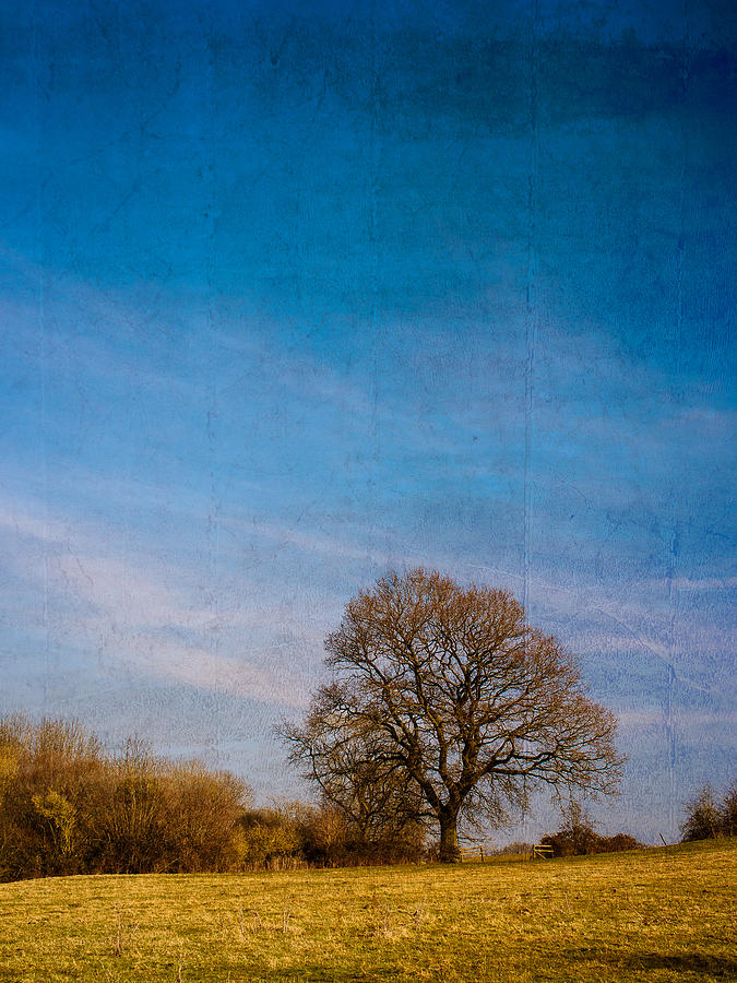 Tree in Field Photograph by Mark Llewellyn