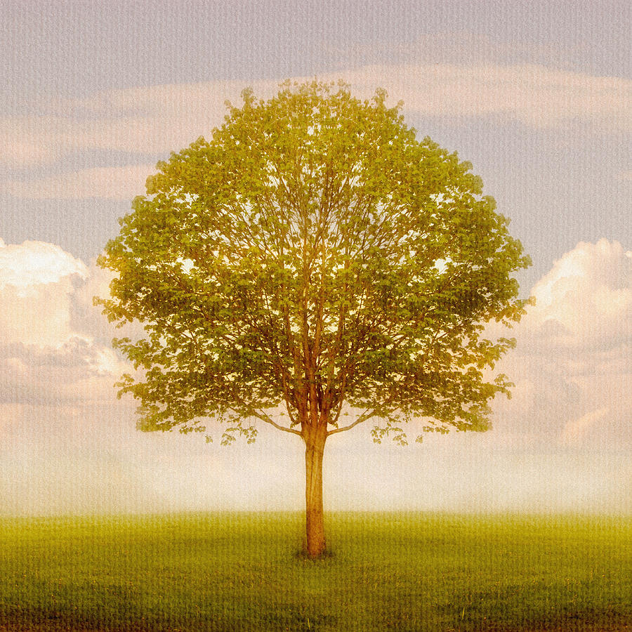 Tree In Field, Saint John, New Brunswick Photograph by Mark Hemmings Pixels