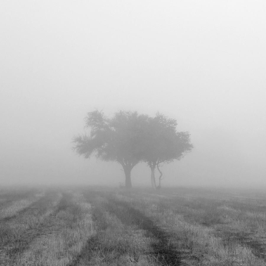 Tree In Fog Photograph by Catherine Lau