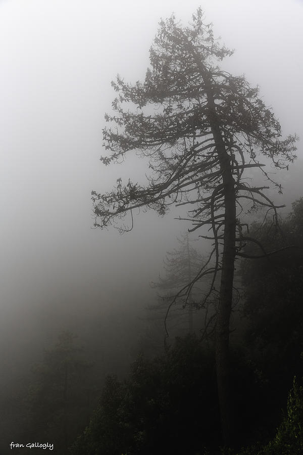 Tree in Fog Photograph by Fran Gallogly