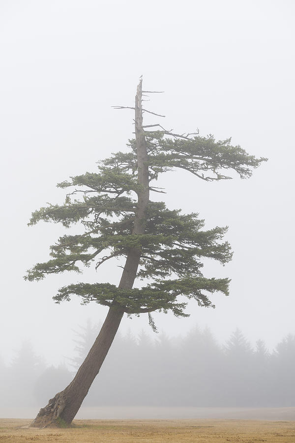 Tree In Fog Photograph by John Shaw