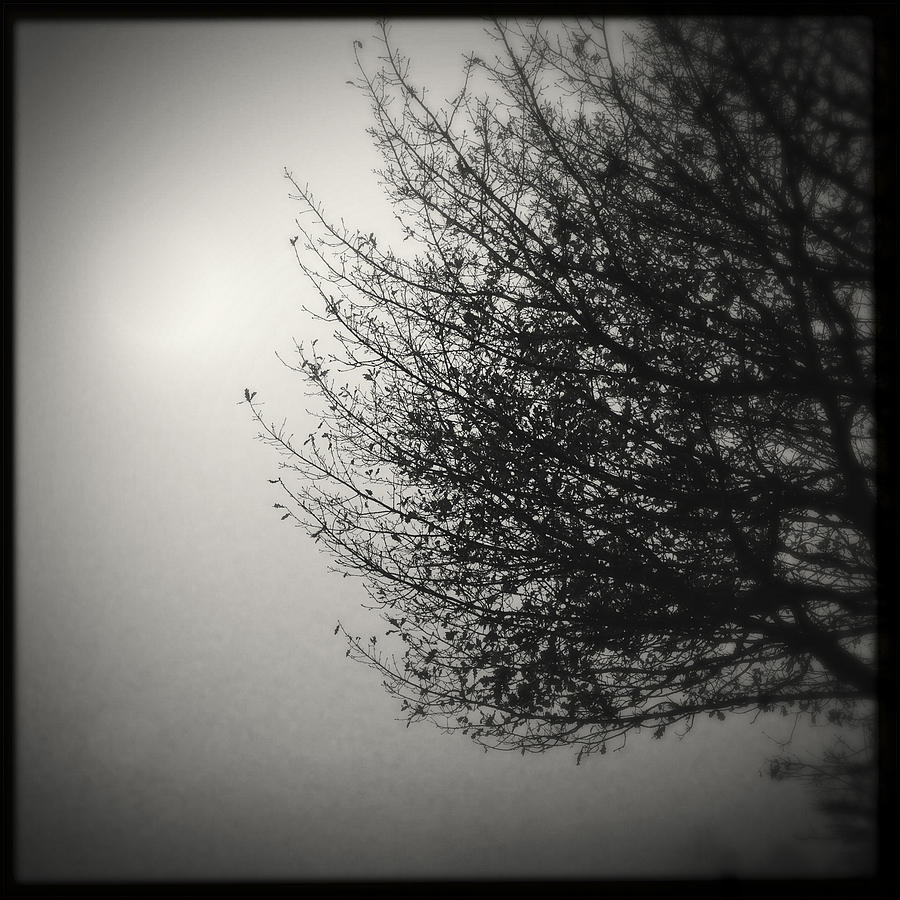 Black And White Photograph - Tree in fog by Les Cunliffe