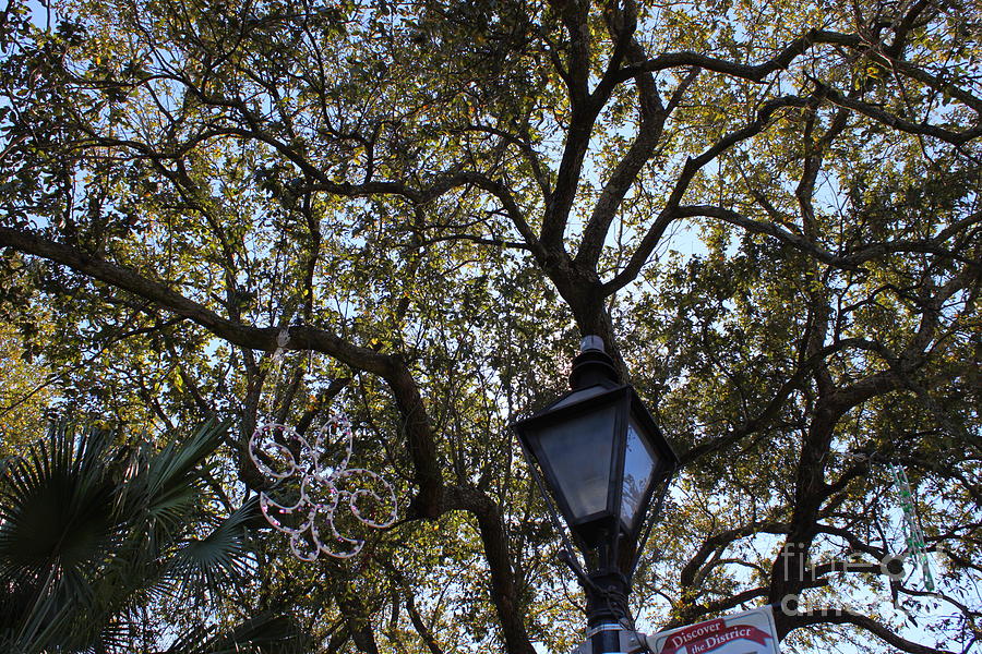 Tree in French Quarter Photograph by Bev Conover