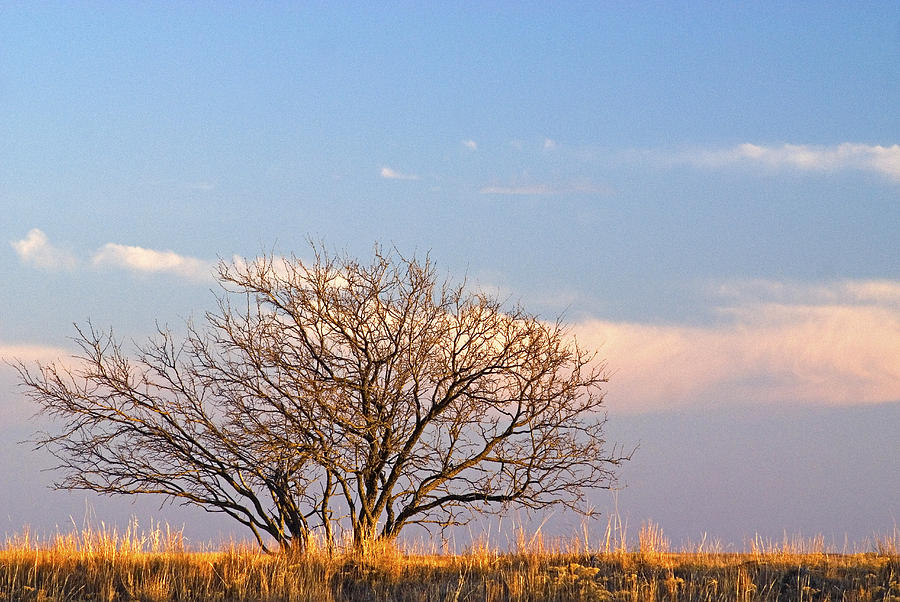 Tree In High Plains, Texas Photograph by James Steinberg - Fine Art America