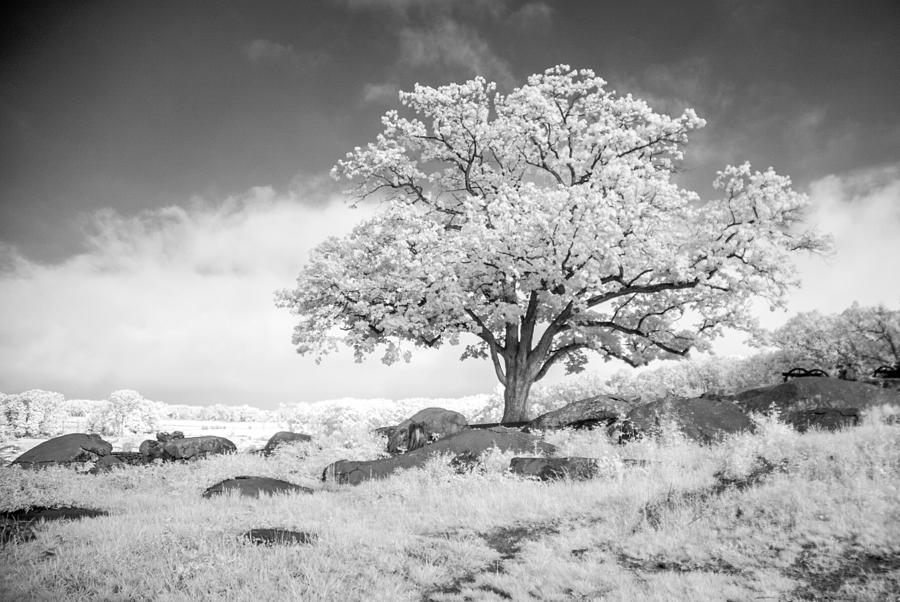 Tree in IR  8D00141 Photograph by Guy Whiteley