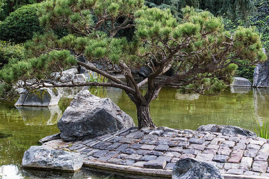Tree In Japanese Garden Photograph by Suzanne Luft
