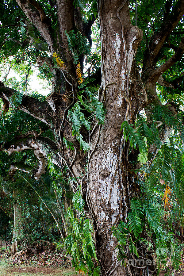 Tree Photograph - Tree In Kauai by Suzanne Luft