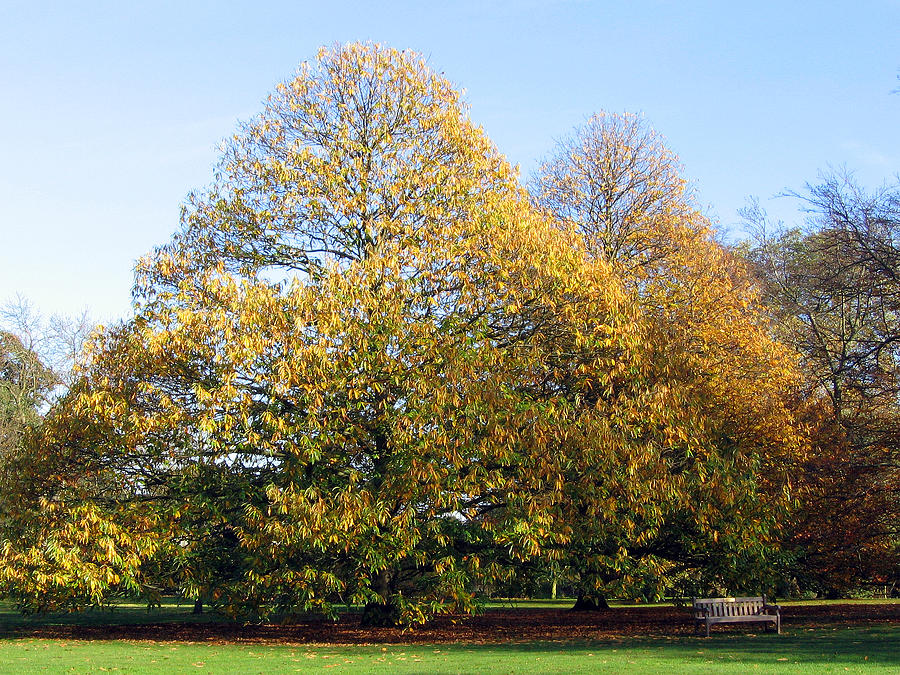 Tree in Kew Gardens Photograph by Helene U Taylor