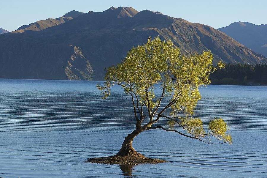 Tree in Lake Wanaka Photograph by Stuart Litoff