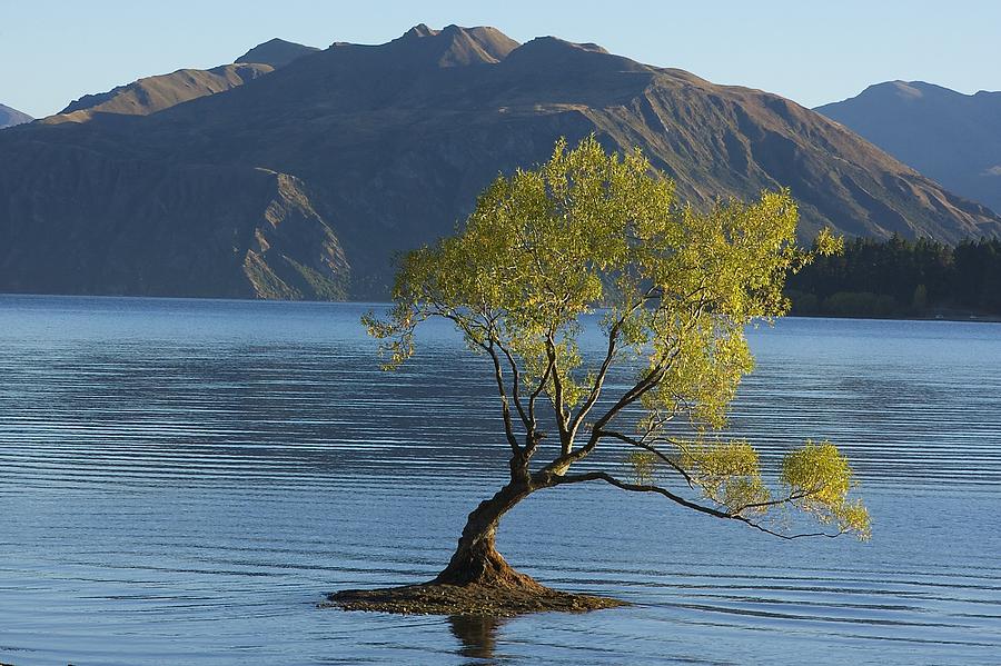 Tree In Lake Wanaka Photograph By Stuart Litoff