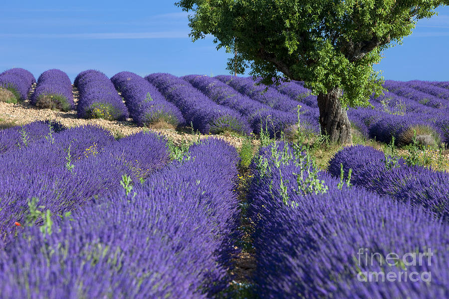 Tree in Lavender - Provence France Photograph by Brian Jannsen