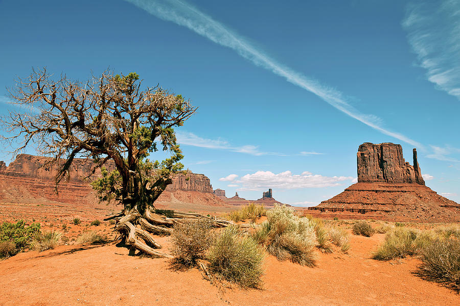 Tree In Monument Valley Tribal Park Photograph by Pavliha