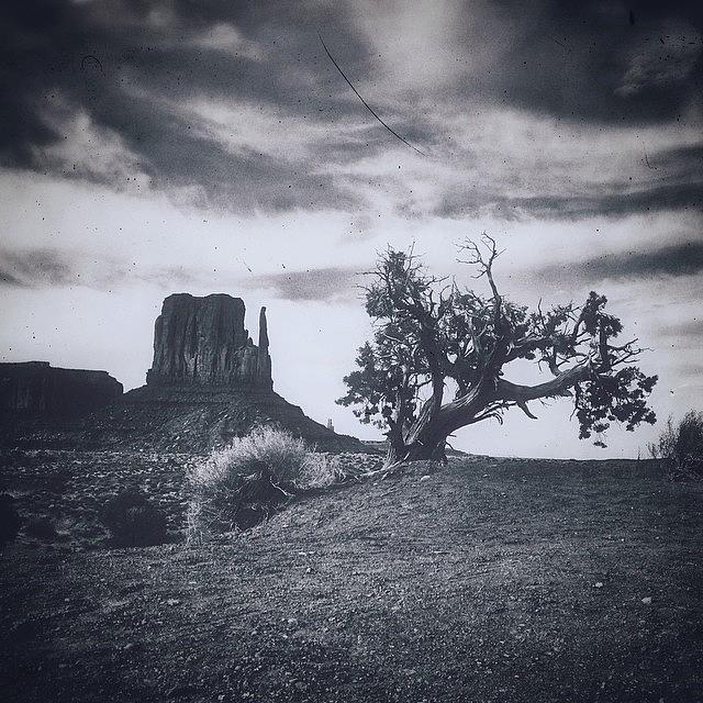 Tree Photograph - #tree In #monumentvalley by Jonathan Joslyn