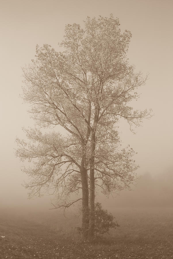 Black And White Photograph - Tree in morning fog by Eje Gustafsson